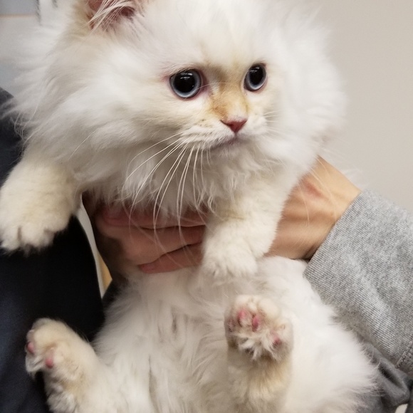 Meet your Posher, CherishLife - Picture 2 of 2